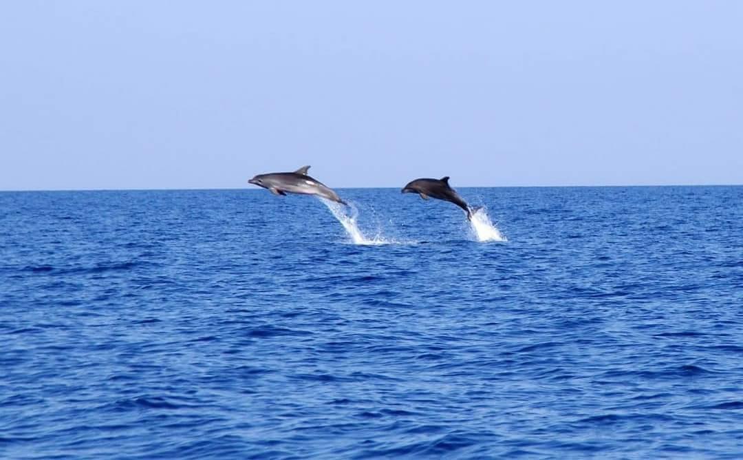 Dolphins leaping in the open sea