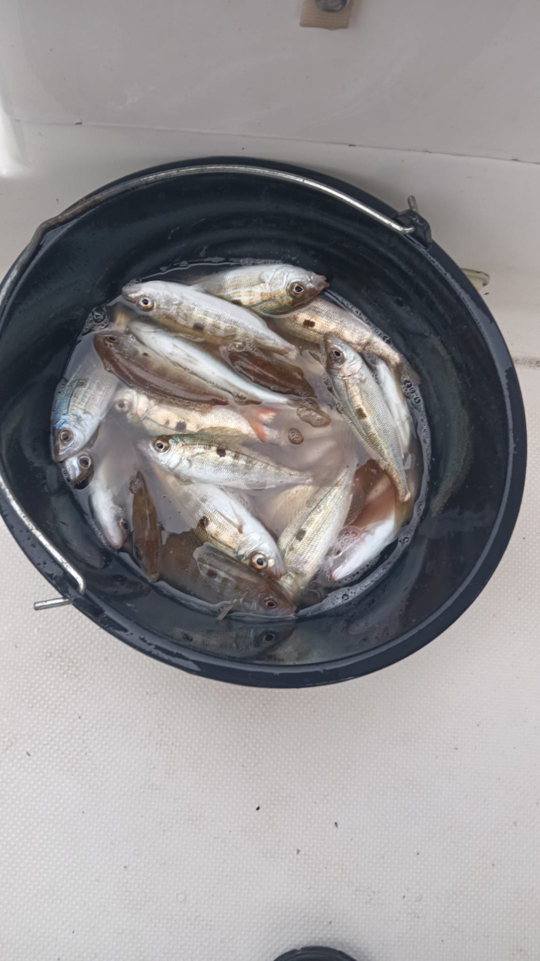 Bucket full of freshly caught Adriatic fish