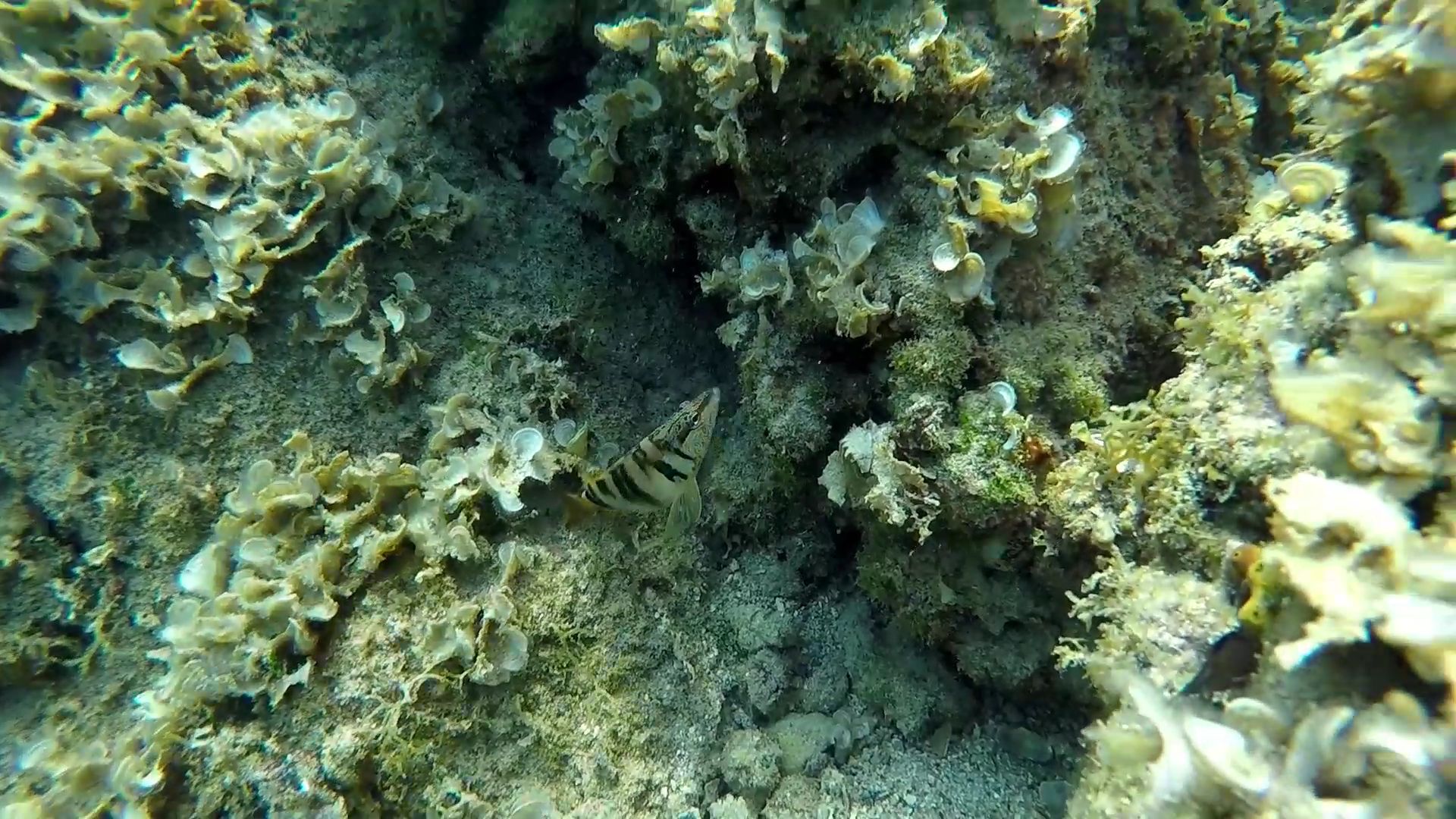 Reef fish among Adriatic seaweed
