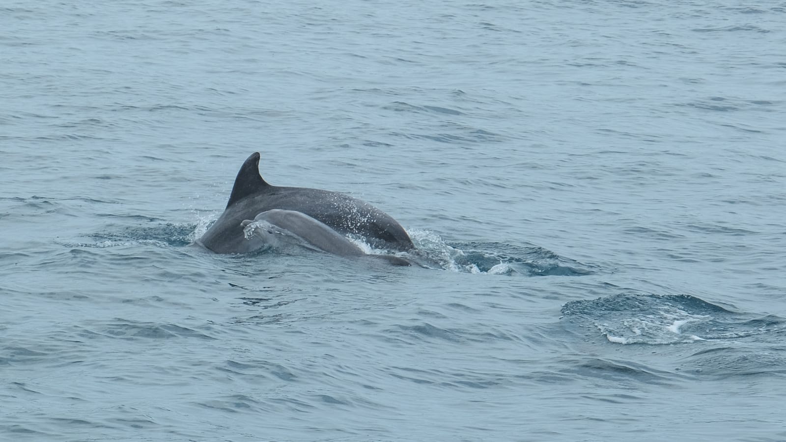 Mother and calf dolphin swimming side by side