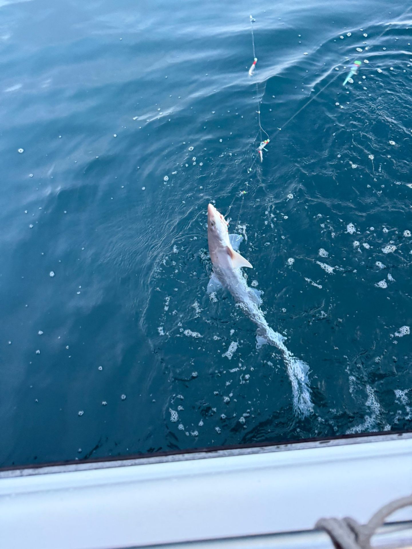 Small shark released at the boat side