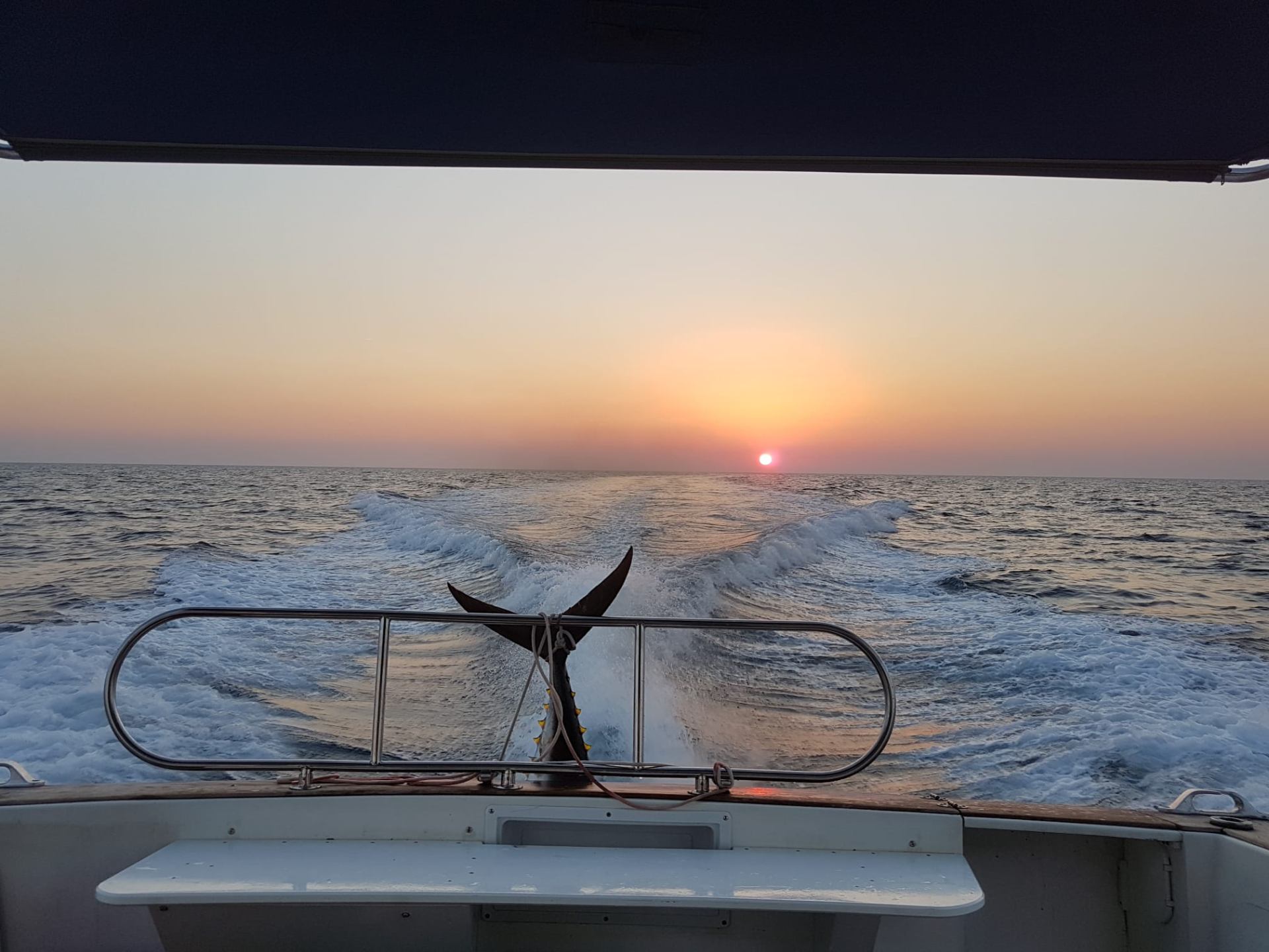 Tuna tail trophy on the rail at sunset returning to port