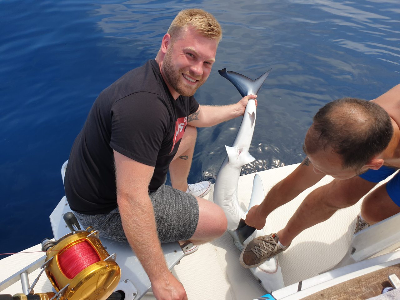 Releasing a blue shark back into the sea
