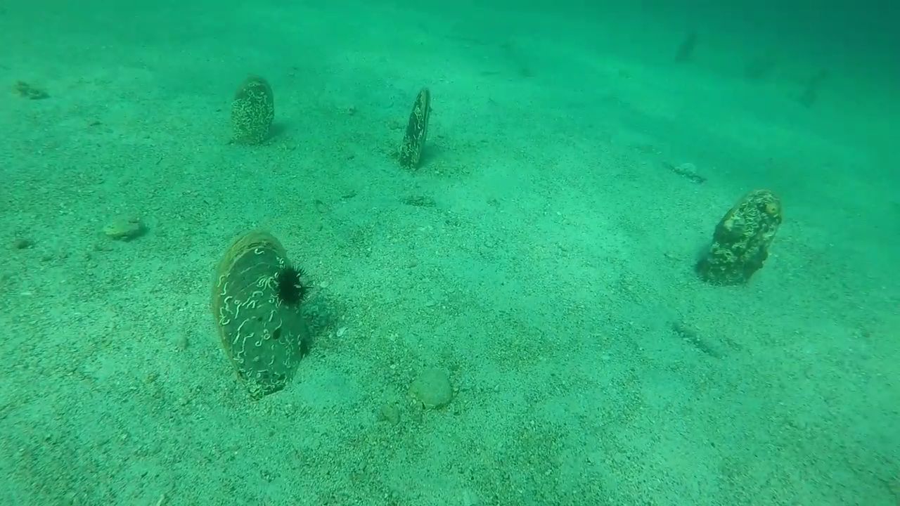 Underwater view of the seabed