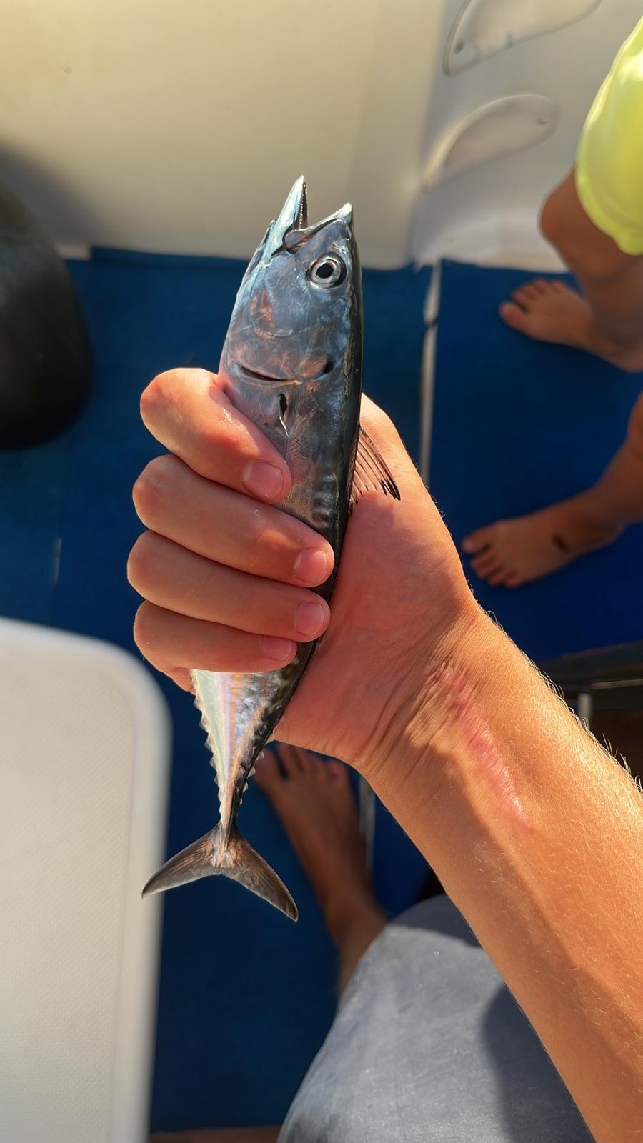 Small tuna caught on board