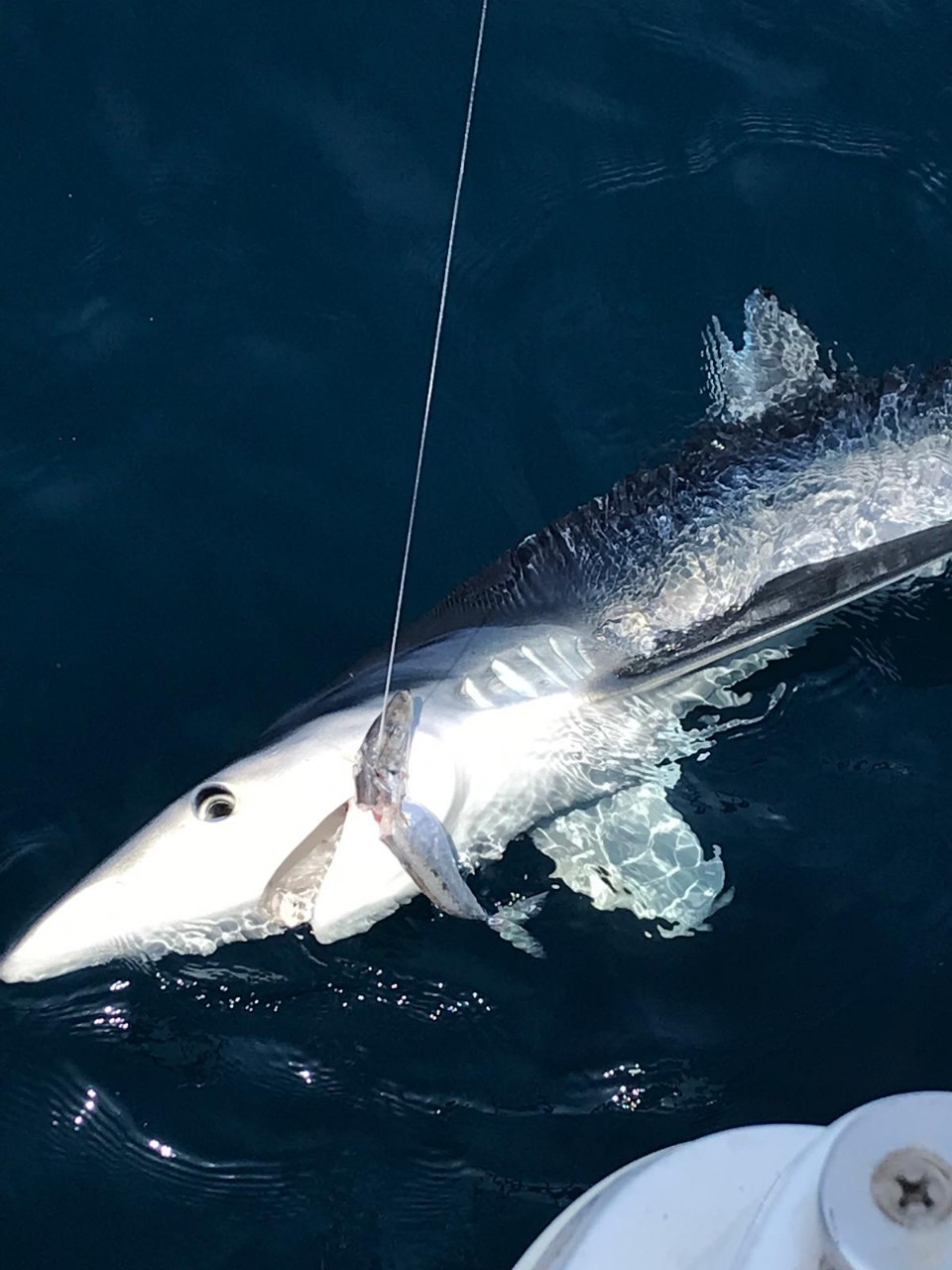 Blue shark boatside on the line