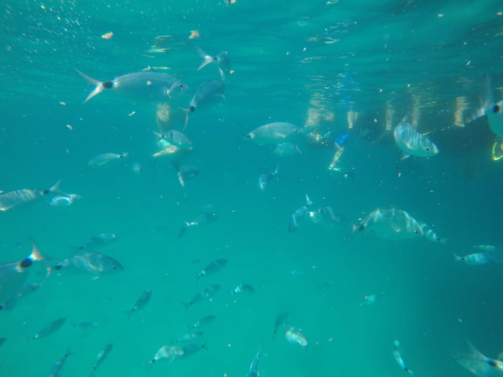 School of fish underwater