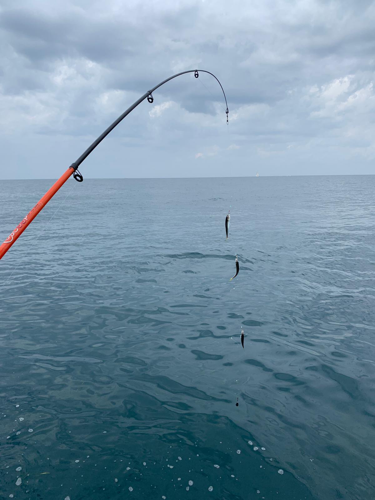 Bait rig lifted from calm Adriatic water